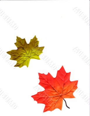 Autumn Designs for Holiday Season