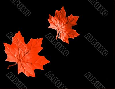 Autumn Designs for Holiday Season