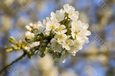 flowered tree