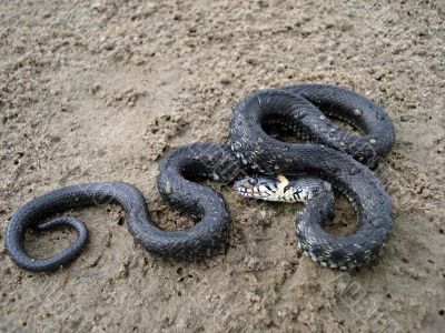 Black snake