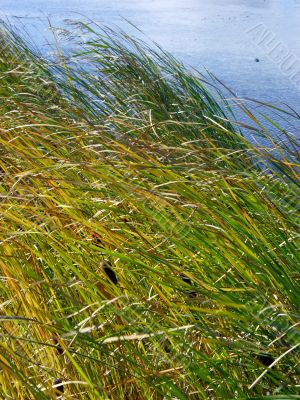 growing yellow and green reed