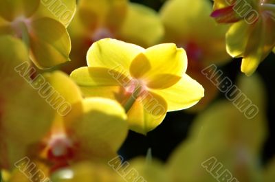 Yellow orchid