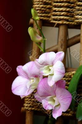 White orchid