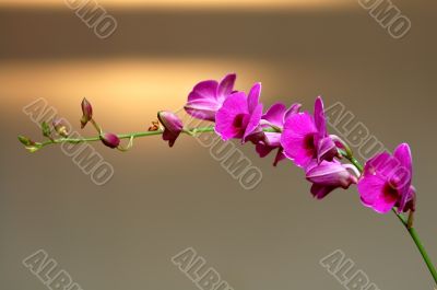 Pink orchid