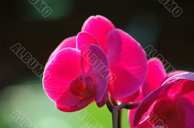 Pink orchid