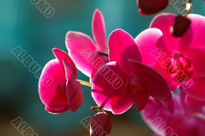 Pink orchid