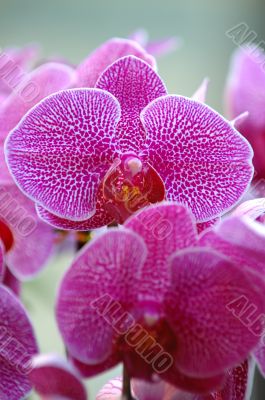 Pink orchid