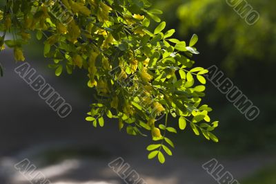 acacia