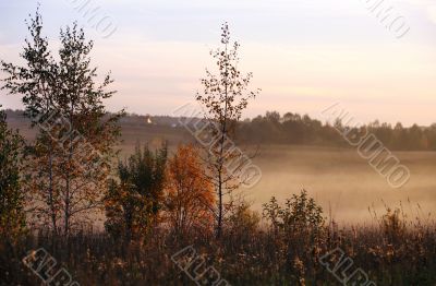 Trees in a fog