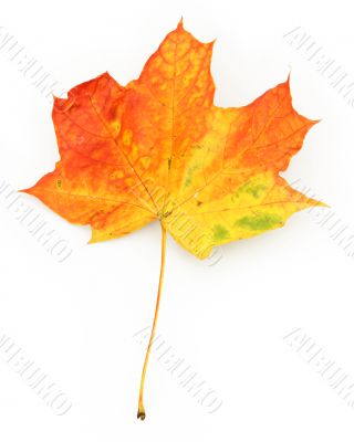 close-up of maple leaf