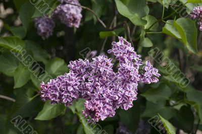 Branch of a lilac