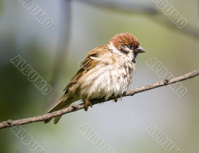 Sparrow on a branch