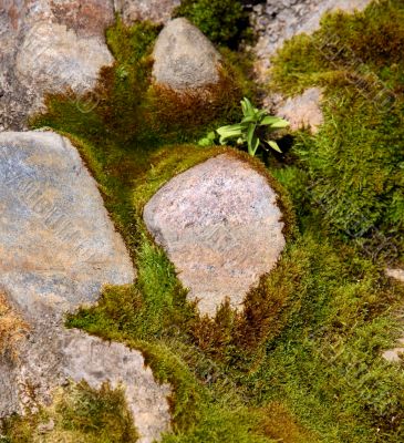 Stones in a moss
