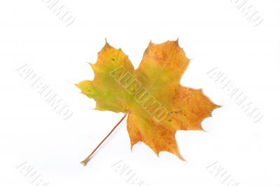 Maple leave