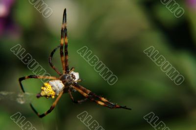 the spider the spider