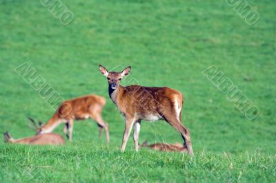 young female deer