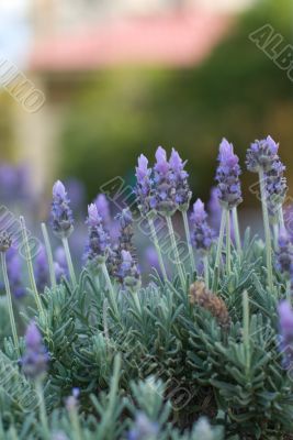 Lavender Garden Lavender Garden