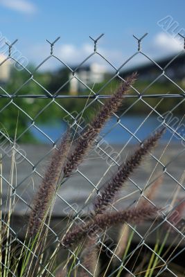 Furry Grassy Weedy Things and Wire Fence