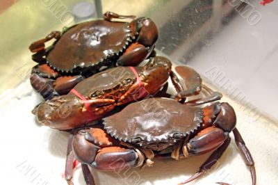 Live crabs Live crabs