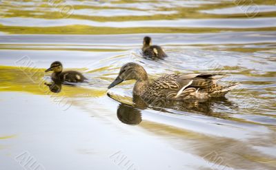Family of ducks