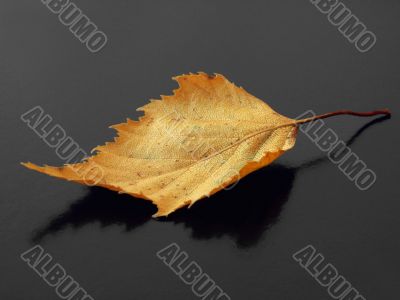 autumnal leaf