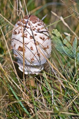 Parasol Mushroom