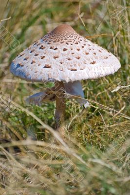 Parasol Mushroom