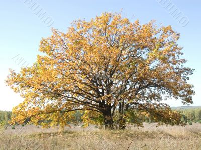 Oak in the autumn
