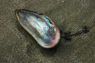 Seashell inside
