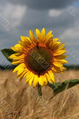 Beautiful sunflower graphic