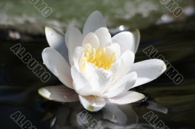 waterlilly