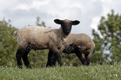 lambs