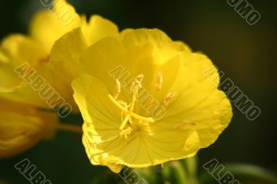 evening primrose