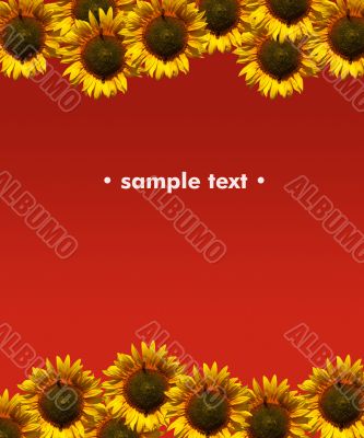 Background with sunflowers