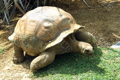 Walking tortoise