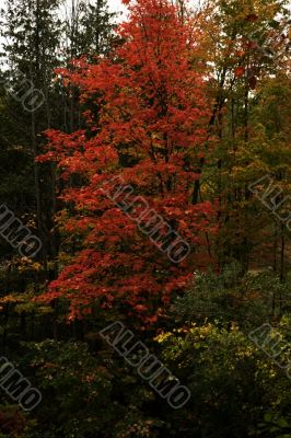 Autumn foliage