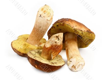Three various boletus mushrooms