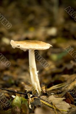 Mushroom in autumn