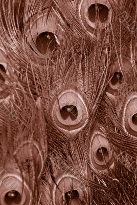 sepia peacock feathers