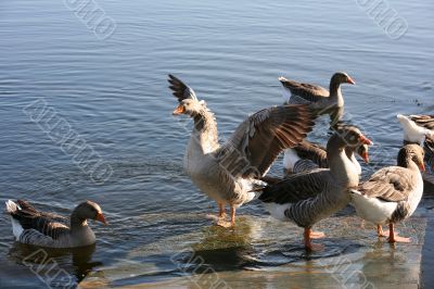 Geese in water