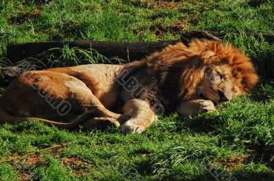 Auckland Zoo,New Zealand