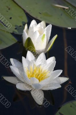 Water lily