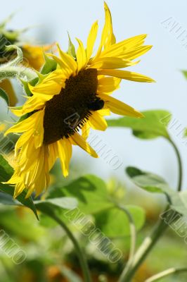 Backlighted sunflower