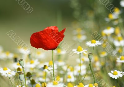 Lonesome Poppy Lonesome Poppy