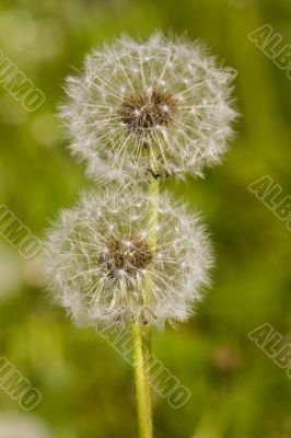 Two dandelions