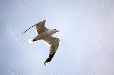 Seagull in flight