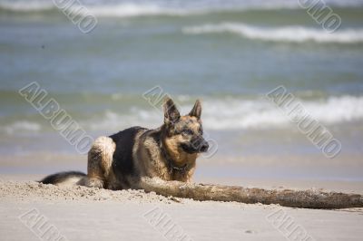 Lana - german shepherd