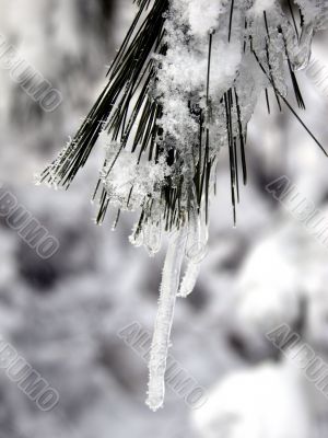 Icicle on pine branch