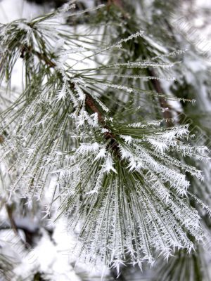 Snow on pine branch