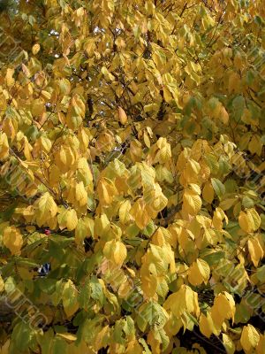 Yellow Autumn Leaves